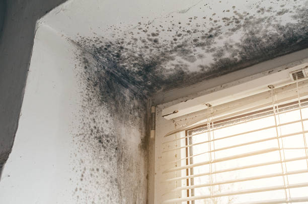 Affordable Hvac And Air Duct Mold Remediation solutions in Murfreesboro, NC
